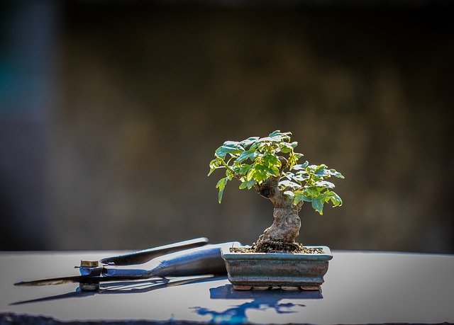 盆栽とは?どのような植物を盆栽というのか?鑑賞方法や特徴、樹形をご紹介!