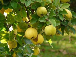 かりん（花梨）とは？美味しい実の選び方や剥き方・食べ方を解説！