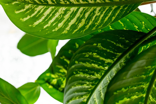 ディフェンバキアとは?特徴や育て方をご紹介!上手な仕立て方のコツは?のイメージ