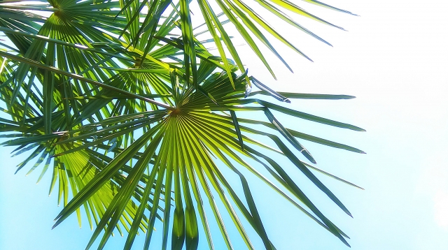 シュロチク（棕櫚竹）とは？竹に似た観葉植物の花言葉や特徴を紹介！のイメージ