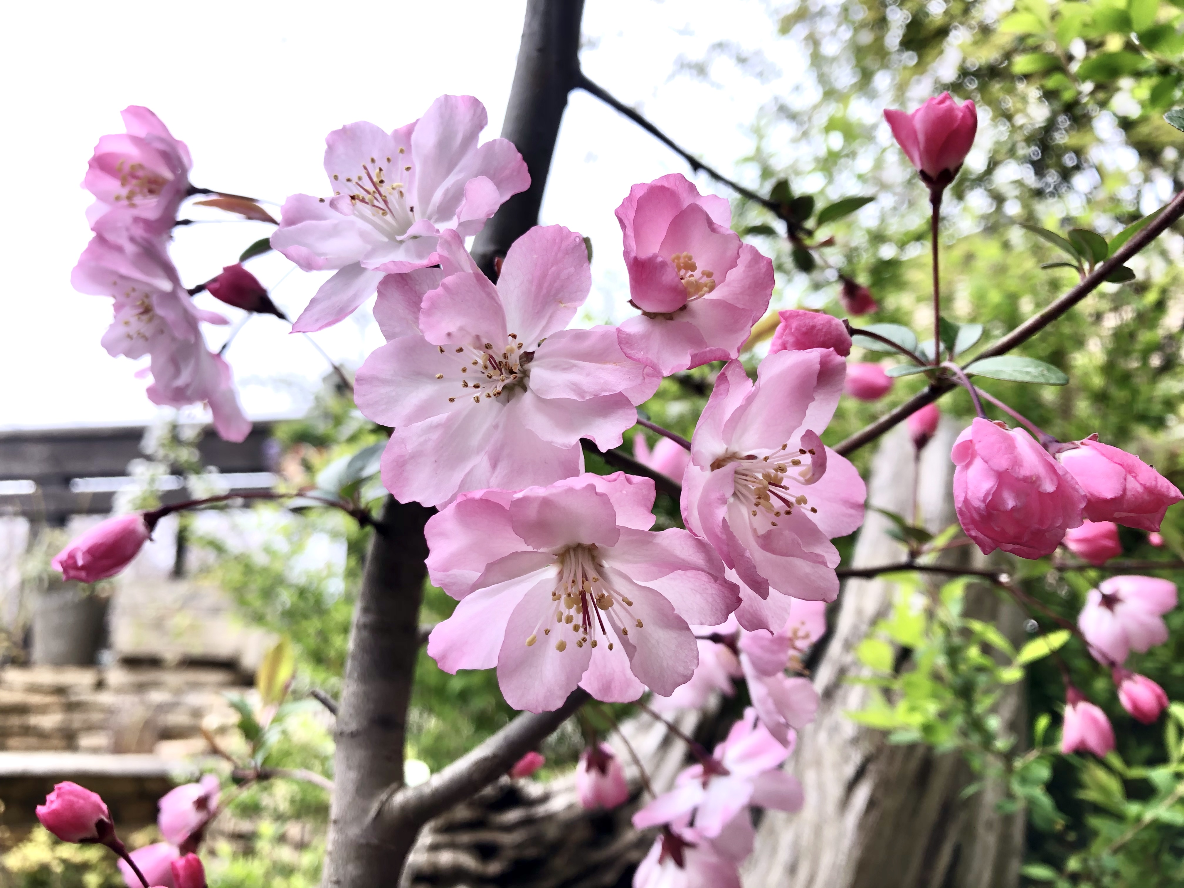 ハナカイドウ（カイドウ）の育て方！剪定時期・方法など詳しく解説