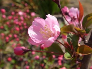 カイドウ（海棠）とは？花言葉などの特徴や桜との違いをご紹介！