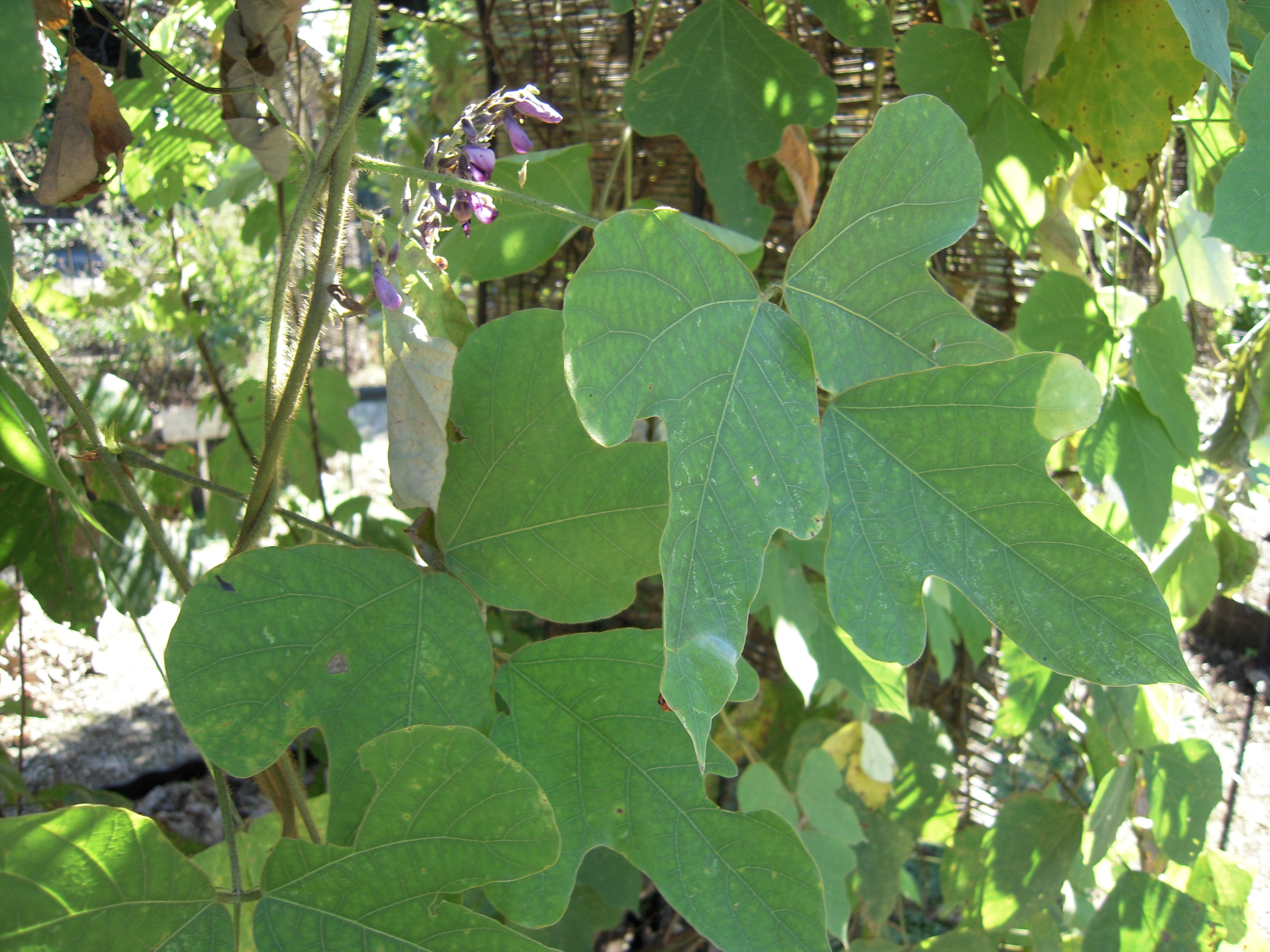 葛の効能とおいしい食べ方！体にうれしい貴重な根っこの利用法とは？のイメージ