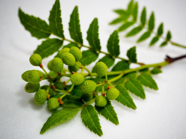 山椒とは？ピリリとしびれる理由や効能・育て方・食べ方まで解説！のイメージ