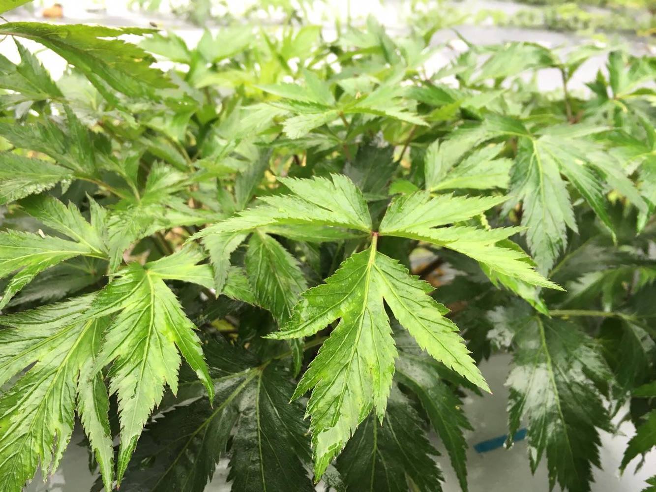 大和当帰(やまととうき)とは?利用方法や効果的な食べ方を解説!