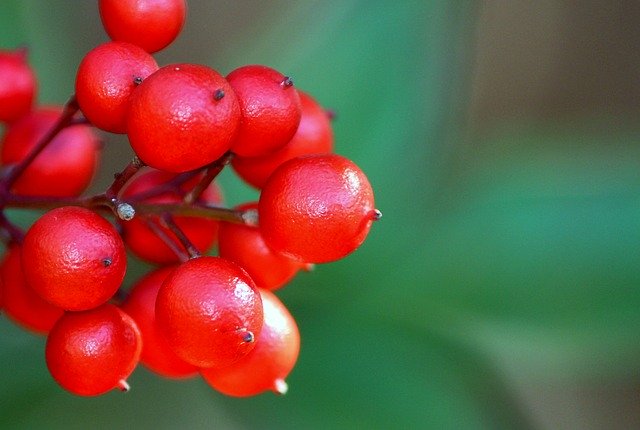 ヤブコウジ(藪柑子)とは?赤い実の特徴や開花時期・花言葉を紹介