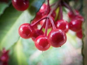 ヤブコウジの育て方！植え付けや剪定方法から上手な増やし方まで解説