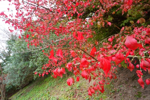 ニシキギ(錦木)とは?庭木としての特徴や育て方・管理方法を解説