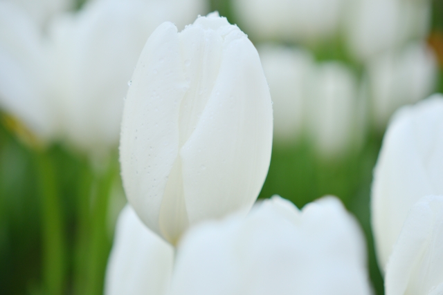 5月11日の誕生花って?特徴や花言葉をご紹介!誕生石や有名人まで