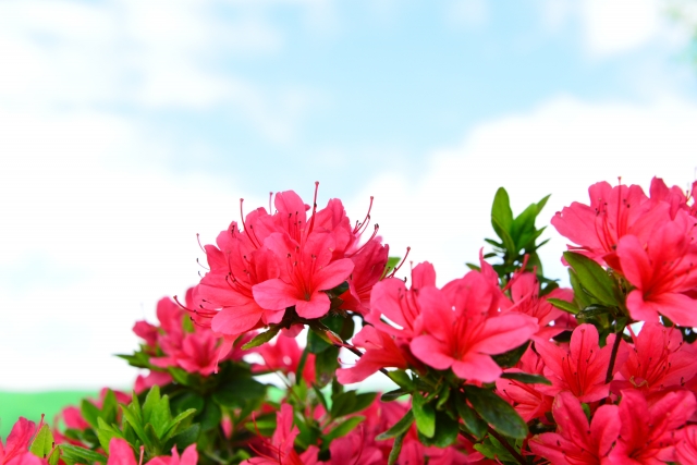 5月13日の誕生花は何?育て方や花言葉、誕生石に記念日もご紹介!