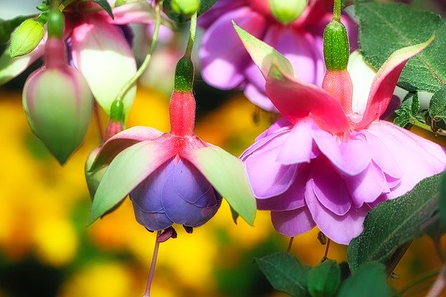 5月14日の誕生花!特徴や花言葉・誕生石や記念日もご紹介!