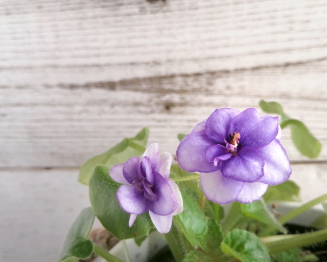 5月20日の誕生花とは?花言葉や育て方・誕生石に有名人もご紹介!