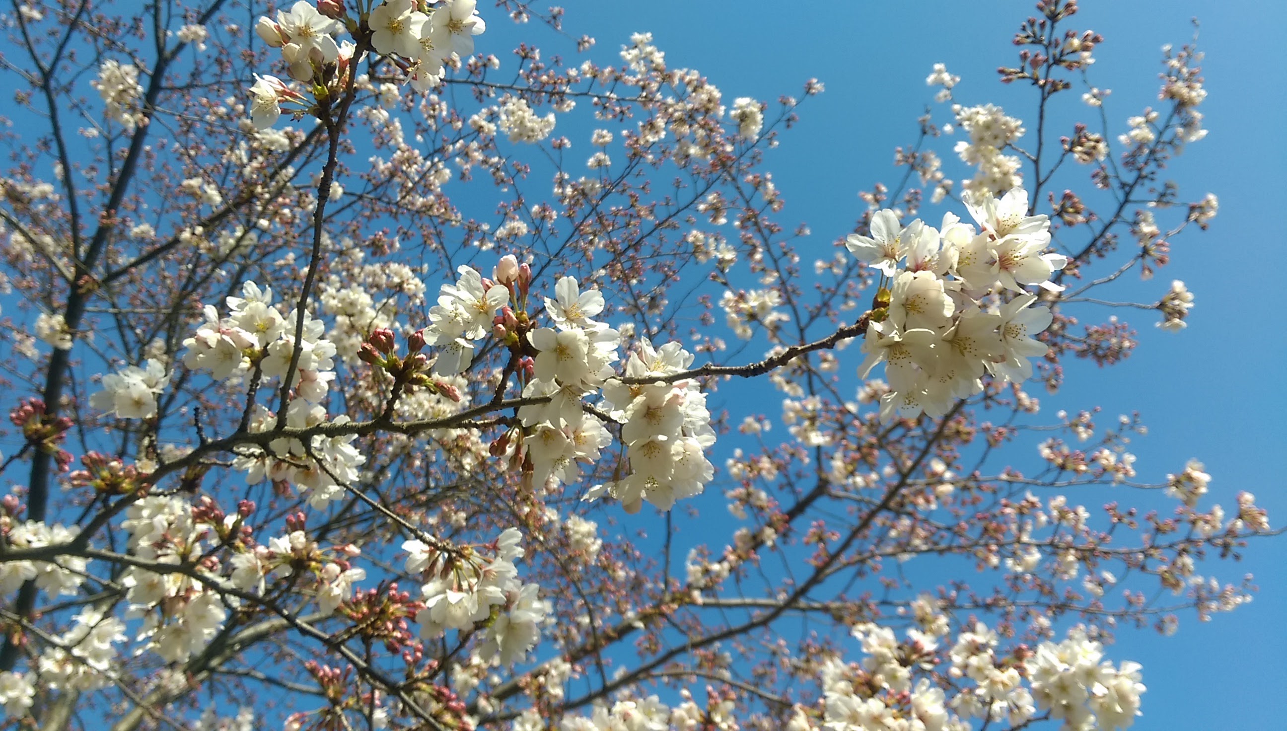 東京近郊の桜の名所15選!お花見に見頃の時期や混雑状況を解説のイメージ