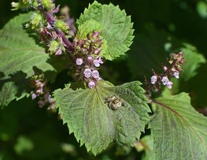 青じその育て方！日当たり・水やりなど管理のコツや増やし方を紹介