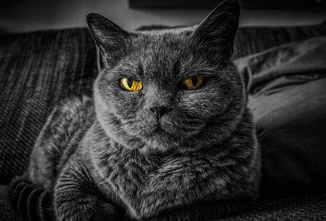 猫に困ったときの猫対策グッズを7つ紹介!効果があると評判のものは?のイメージ
