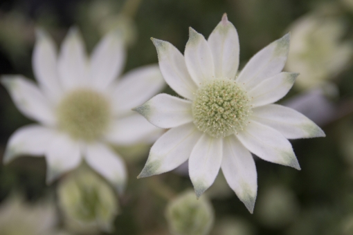 フランネルフラワーとは？特徴・種類や上手な管理のコツをご紹介！のイメージ