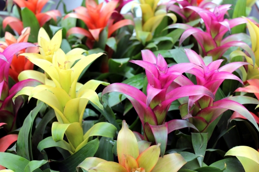 グズマニアとは?花や葉の特徴や増やし方などの育て方をご紹介!のイメージ