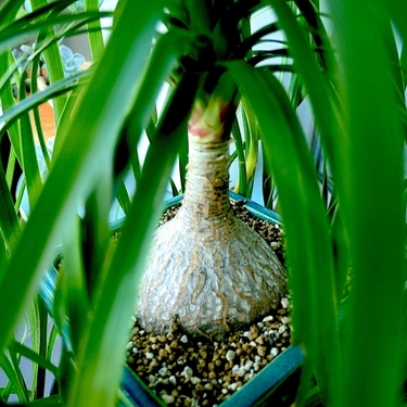 トックリランの育て方！ふっくらした株元と細葉がお洒落な観葉植物