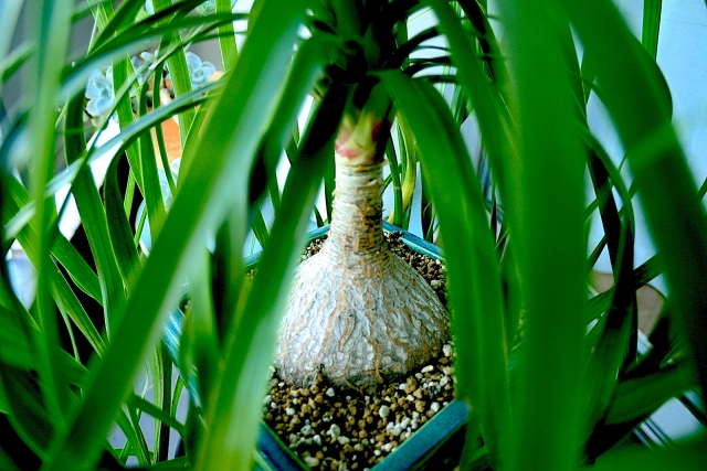 トックリランの育て方!ふっくらした株元と細葉がお洒落な観葉植物