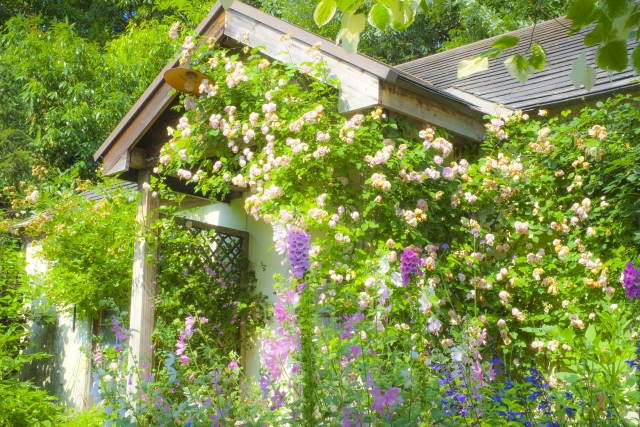 初夏の庭をいろどる花がきれいなハーブ10選!育て方のコツと楽しみ方をご紹介