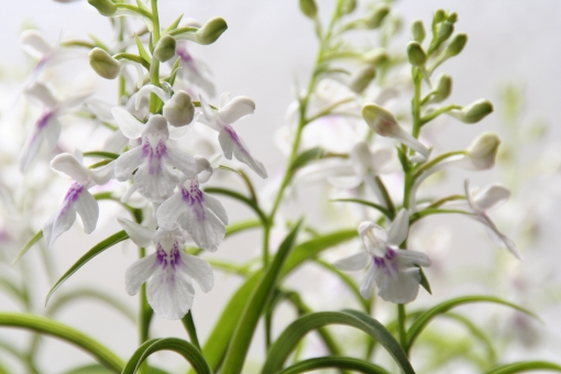 ウチョウラン(羽蝶蘭)とは?特徴や球根からの上手な育て方を解説!