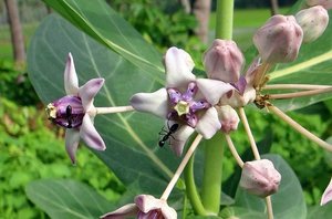 ガガイモとは？種子・花・実の特徴から育て方や食べ方まで詳しく解説