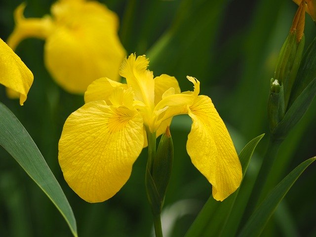 キショウブとは?名前の由来や花言葉・開花時期などの特徴をご紹介!のイメージ