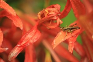 キツネノカミソリ（狐の剃刀）とは？花言葉などの特徴や育て方を解説