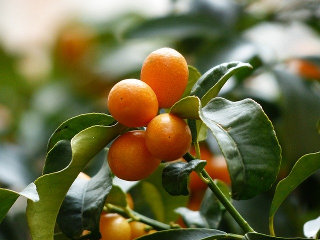金柑(きんかん)の食べ方!保存方法やアレンジレシピまでご紹介