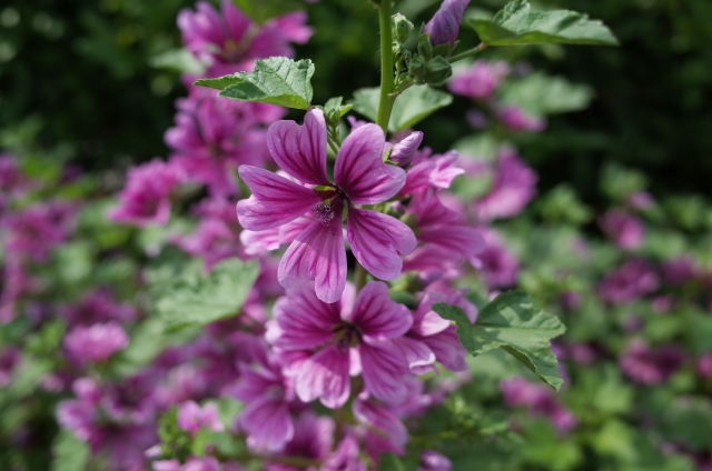 ゼニアオイ（銭葵）とは？花言葉・開花時期などの特徴や育て方を解説