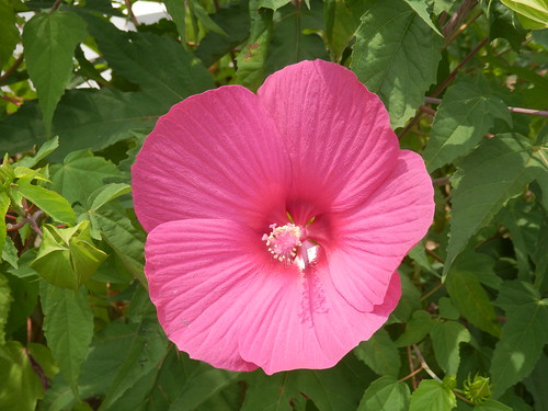 タイタンビカスの育て方!基本的な管理から増やし方や冬越しのコツまで解説