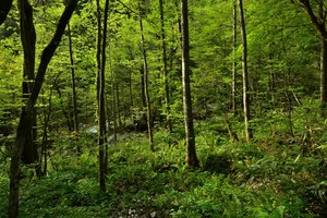 タカノツメ（樹木）とは？名前の由来や葉や実の特徴・見分け方を紹介