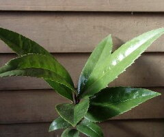 タラヨウ(多羅葉)とは?葉書の木といわれる樹木の特徴や用途をご紹介!