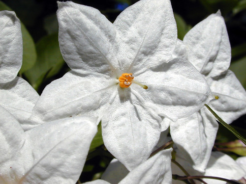 ツルハナナスとは？白い花の特徴や見分け方・育て方をご紹介！のイメージ