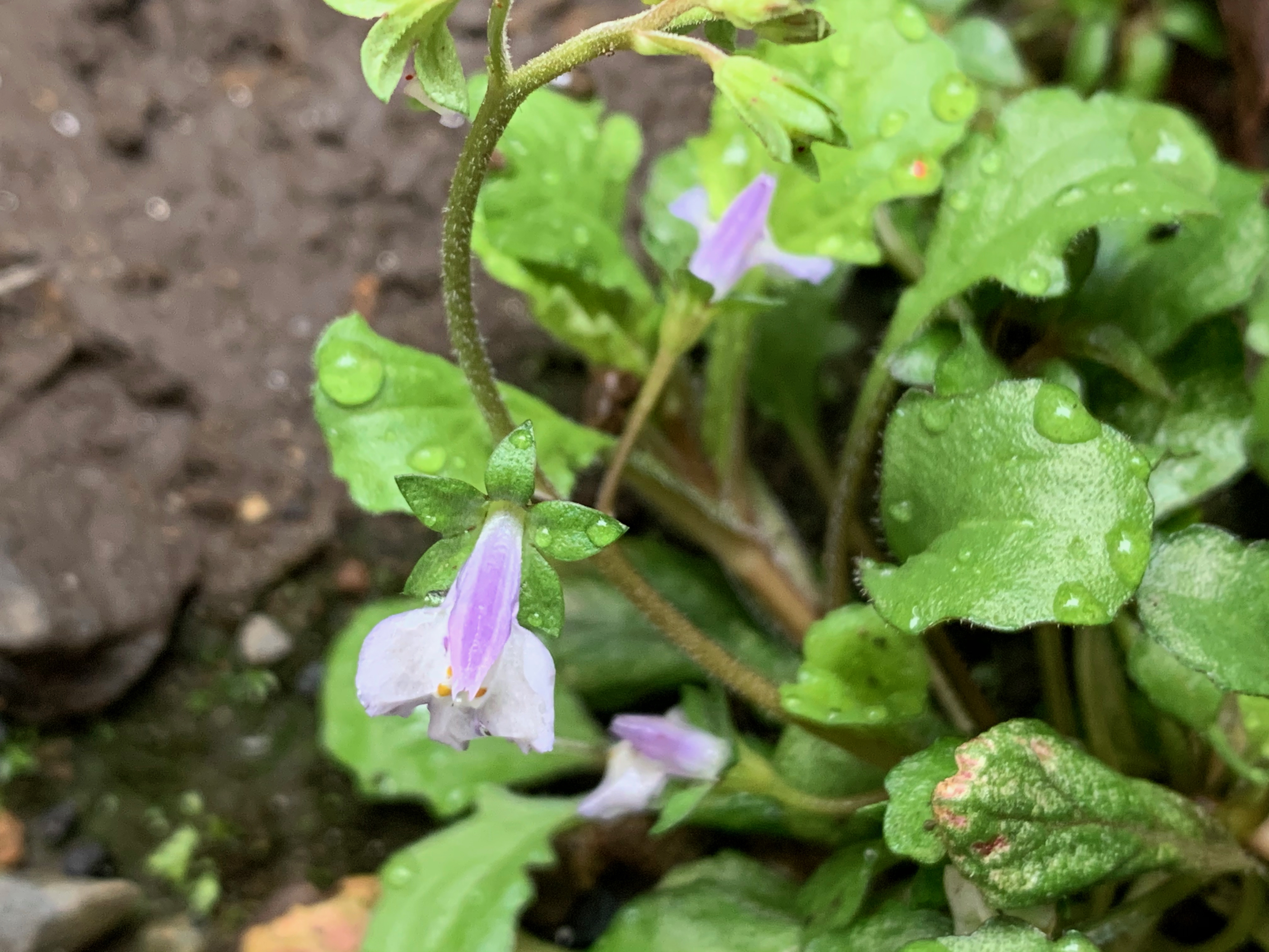 トキワハゼとは?特徴や見分け方ご紹介!ムラサキサギゴケとの違いは?