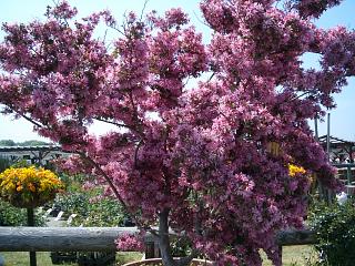 トキワマンサクとは?庭木としての魅力や剪定時期・方法など育て方を解説