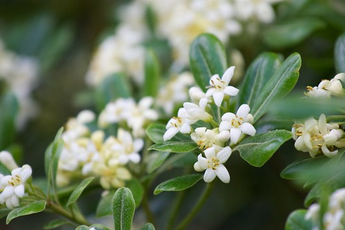 トベラとは?実や花の特徴や育て方をご紹介!強烈なにおいを放つ理由は?のイメージ