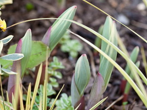 ナルコユリとは？特徴や育て方から食べ方まで解説！アマドコロとの違いは？