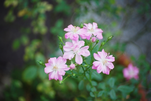 5月29日の誕生花とは?特徴・育て方や誕生石に記念日もご紹介!