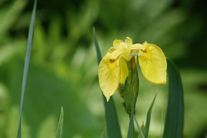 5月31日の誕生花は？花言葉・育て方などの特徴をご紹介！誕生石も