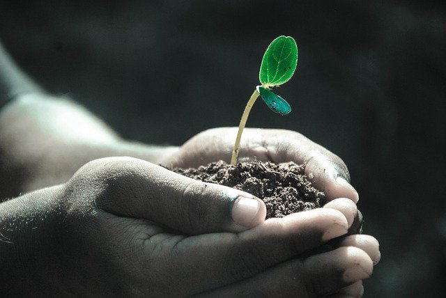 植物が育ちやすい土とは?育ちのよい土の条件や改良方法まで解説