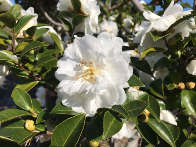 アザレアの育て方!剪定方法や増やし方から栽培管理のコツを紹介!