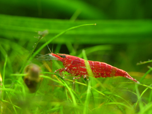 レッドチェリーシュリンプとは?特徴やアクアリウムでの飼育方法を解説