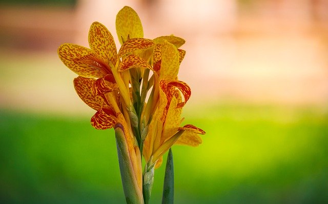 カンナってどんな花?花言葉・開花時期などの特徴や育て方をご紹介!のイメージ