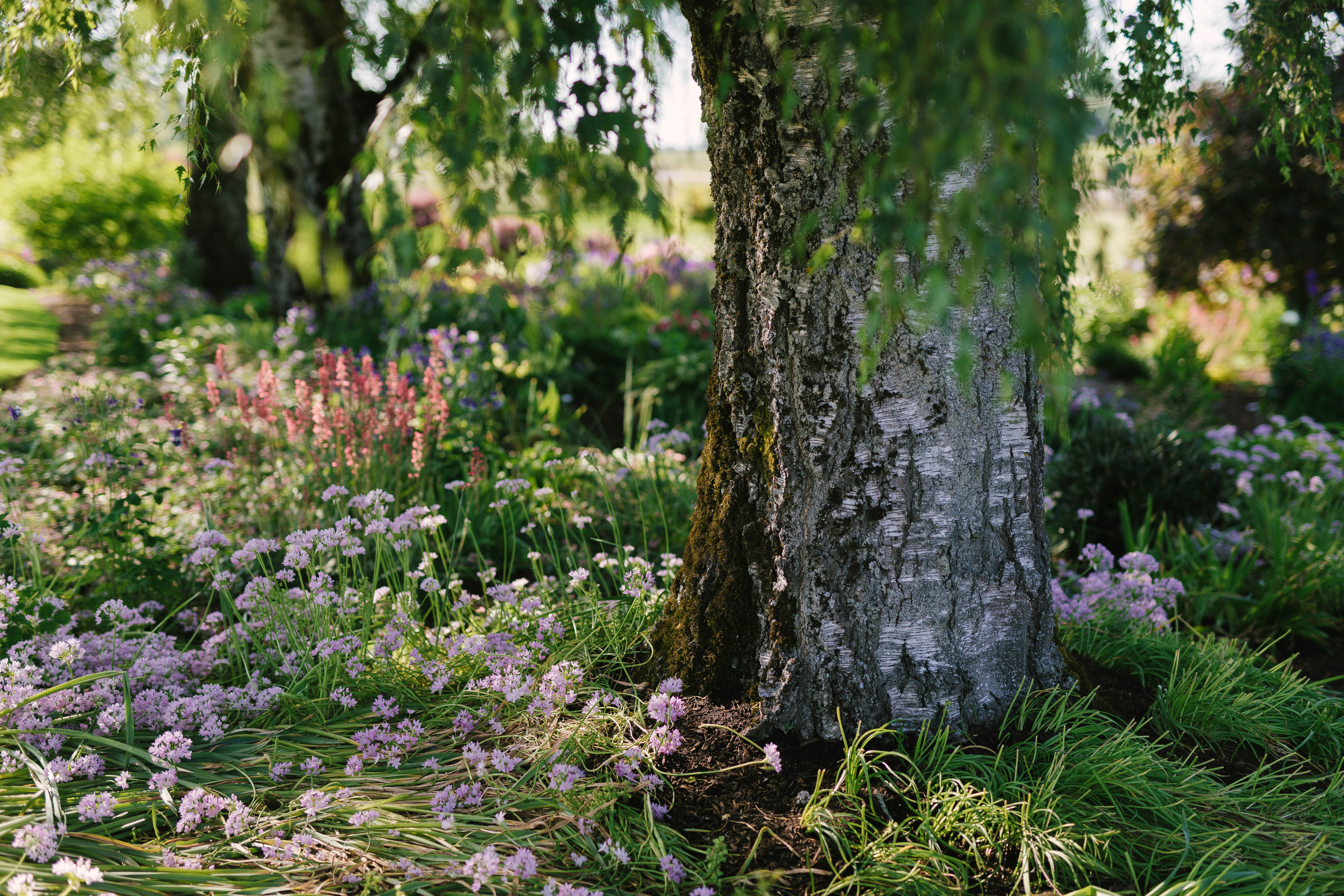 半日陰とは？ガーデニング用語としての意味や定義を解説のイメージ