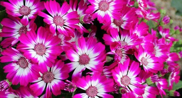 シネラリアとは?特徴・花言葉や切り戻し方法など上手な育て方を解説のイメージ