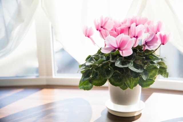 シクラメンの育て方!水やりなど基本管理や枯らさず花を咲かせるコツを解説のイメージ