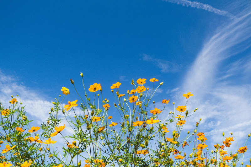 キバナコスモスの育て方!種まきから綺麗な花を咲かせる手入れのコツは?