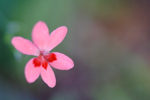 ヒメヒオウギ（姫檜扇）とは？花や種などの特徴や育て方をご紹介！