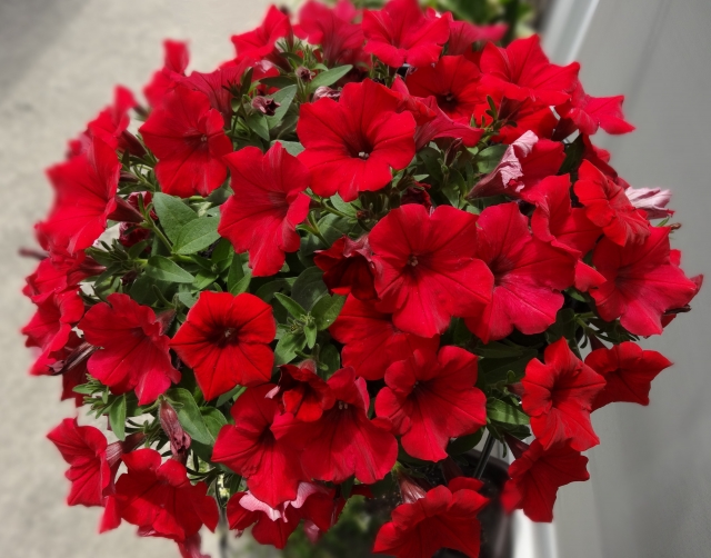 サフィニアとは？特徴・育て方や仕立て方を解説！ペチュニアとの違いは？のイメージ